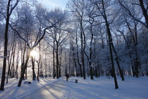 park winter trees
