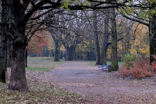 park fall tree