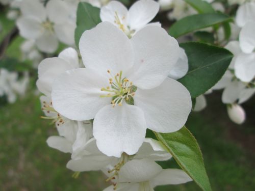 park cherry blossom white