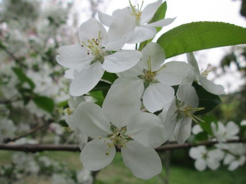 park cherry blossom white