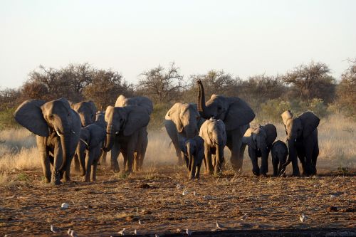 park etosha namibia