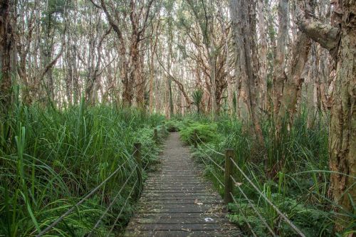 park trees path