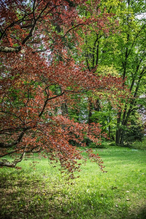 park  trees  stromovka