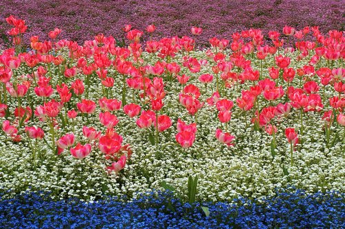 park  tulips  tulip field