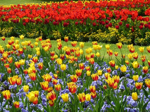 park  tulips  tulip field