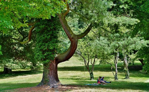 park  garden  summer