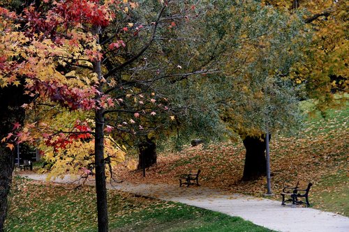 park  nature  autumn