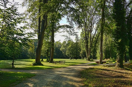 park  glade  landscape