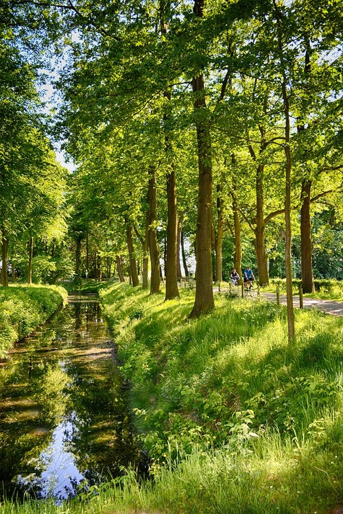 park  tree lined avenue  water