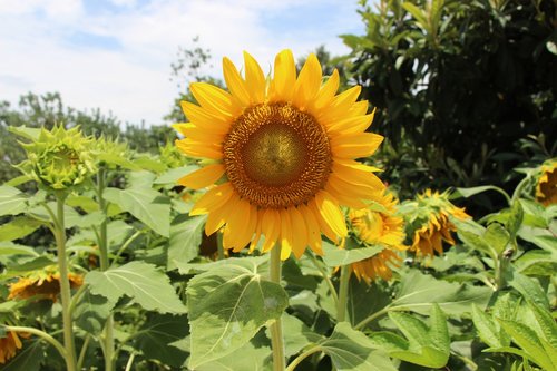 park  garden  flowers