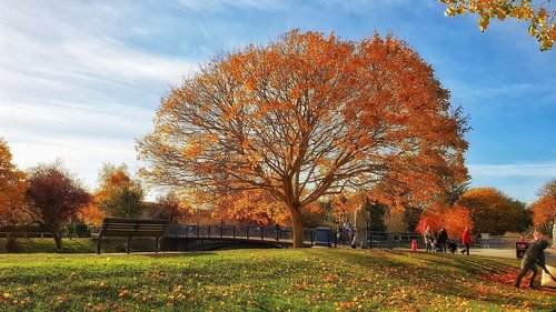 park  tree  autumn