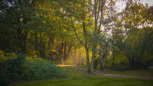 park  green  tree