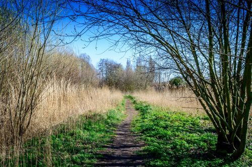 park forest path