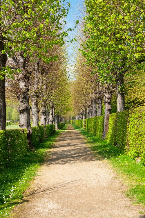 park  spring  trees