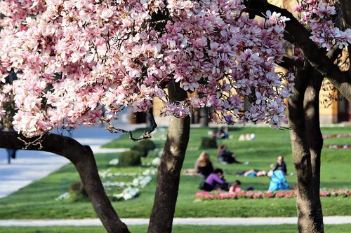 park  spring  magnolia