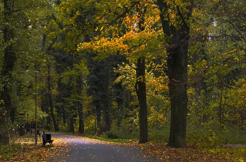 park  bench  autumn