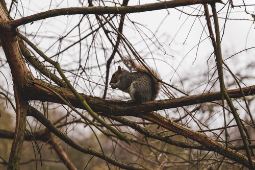 park  nature  landscape