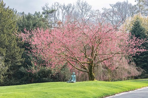 park  tree  blossom