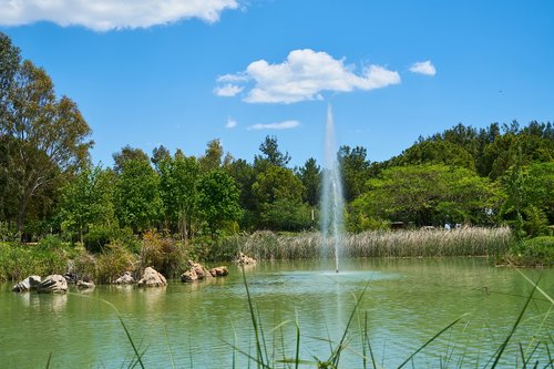 park  forest  lake