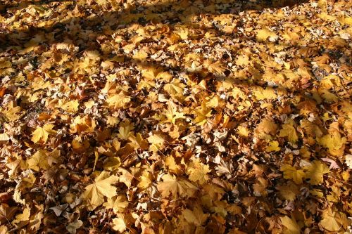 park forest autumn