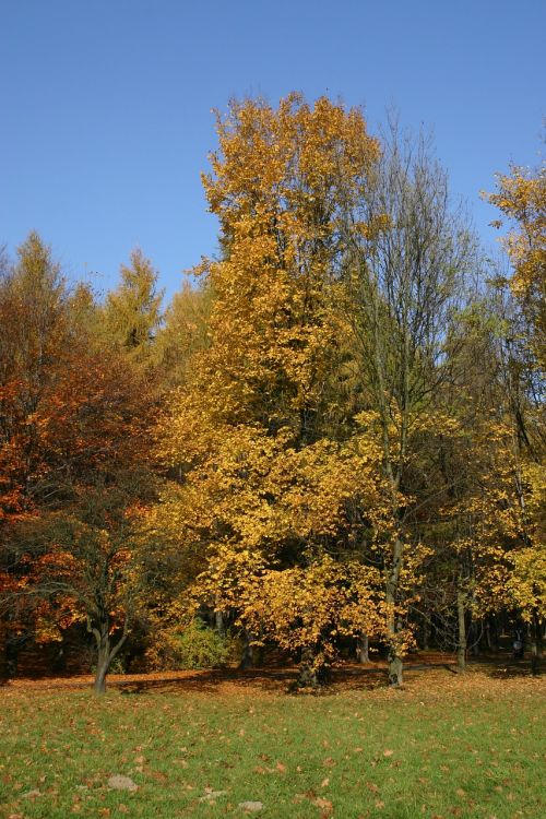 park forest autumn