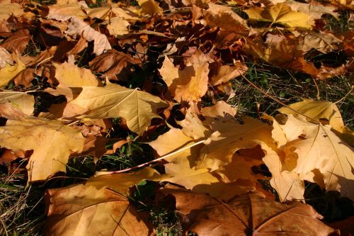 park forest autumn