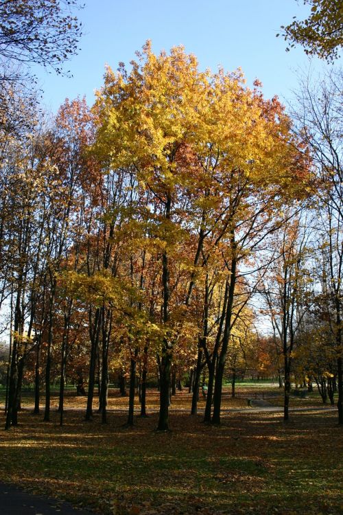 park forest autumn