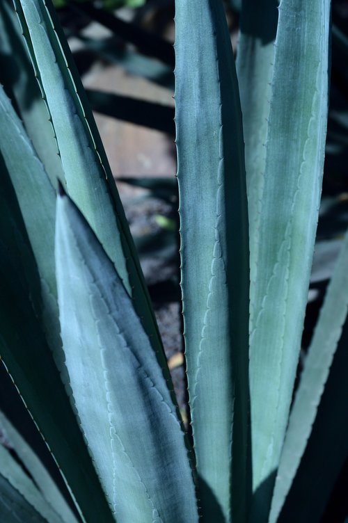 park  outdoors  agave