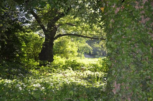 park green nature