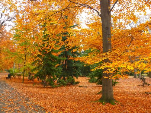 park autumn garden