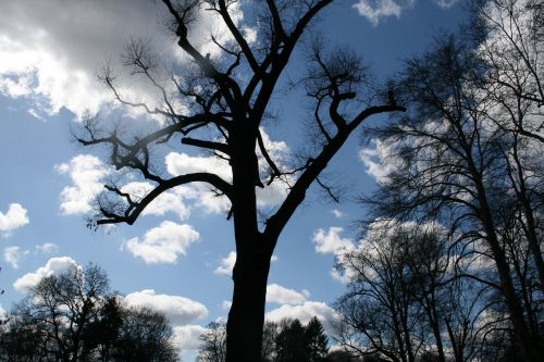 park tree sky