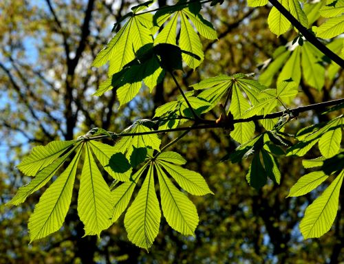 park foliage tree