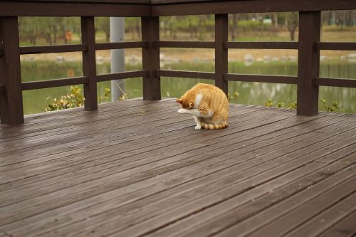 park overcast cat