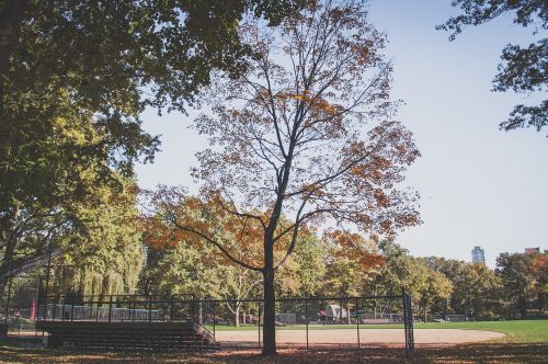 park field nature