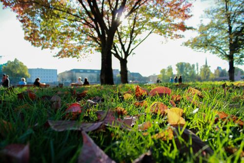 park tree nature