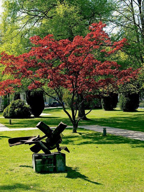 park trees japanese maple