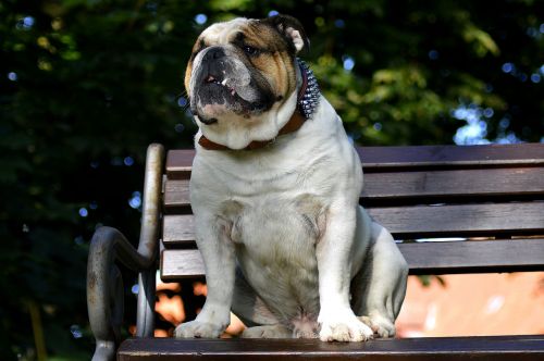 park bench dog relax