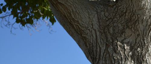 Park Branch Tree Nature Background