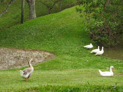 park hotel mantiqueira barbacena ducks