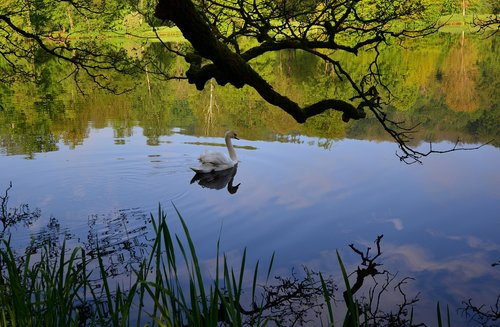 park lake  swan  evening