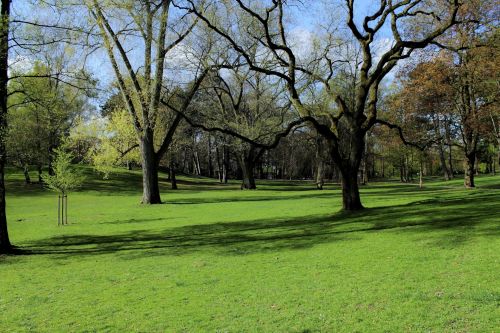 Park With Trees