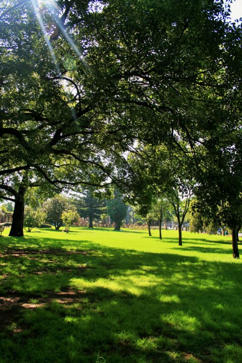 Park Scene With Trees