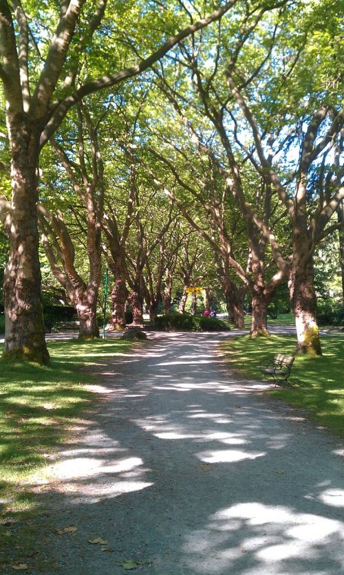 park walk trees nature