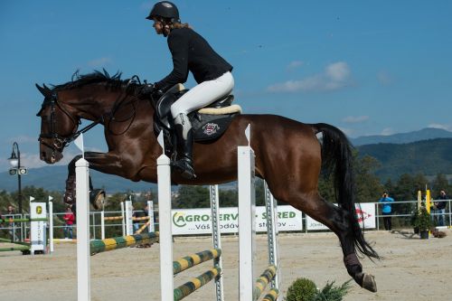 parkúr jumping horse