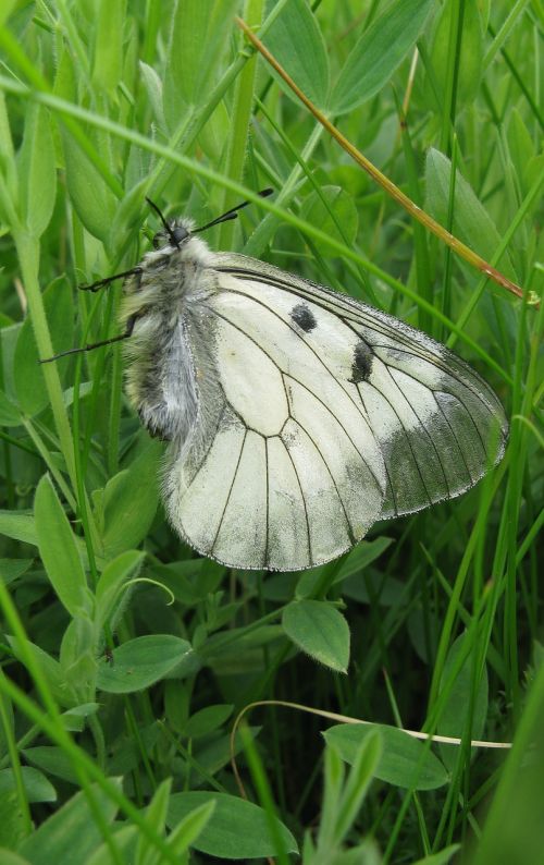 parnassius mnemosyne butterfly white