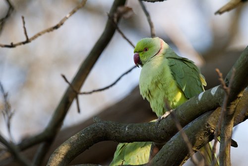 parots  paraketes  nature