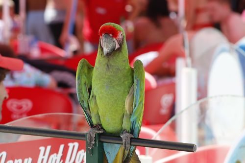 parrot green red