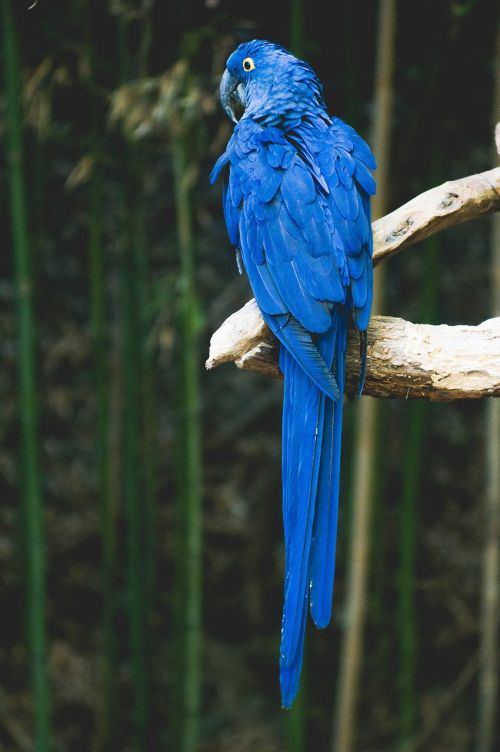 parrot bird blue