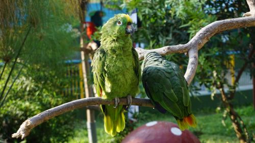 parrot birds animals