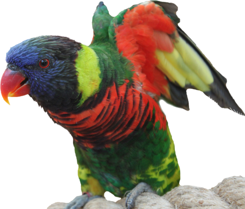 isolated parrot bird